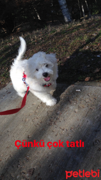 Maltese, Köpek  odin fotoğrafı