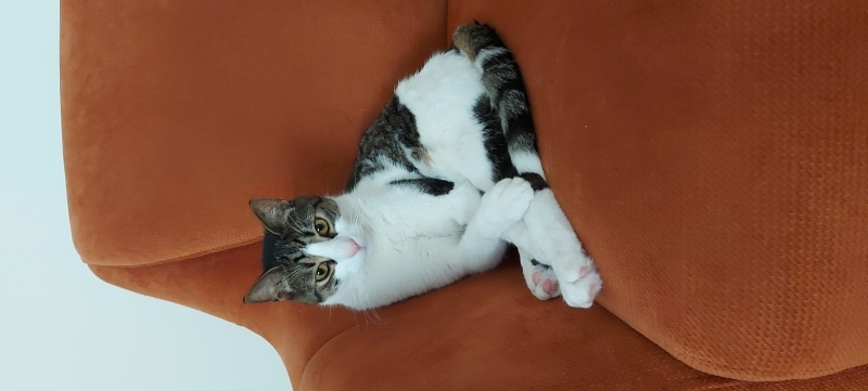 Tekir Kedi, Kedi  Çevik fotoğrafı