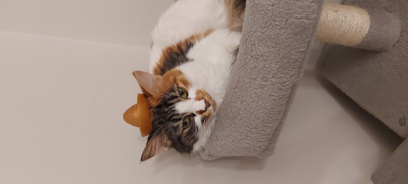 Tekir Kedi, Kedi  Çilli fotoğrafı
