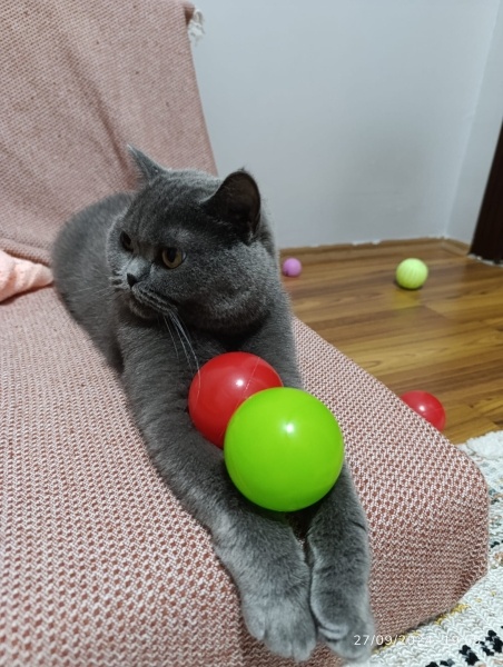 British Shorthair, Kedi  PAMUK fotoğrafı