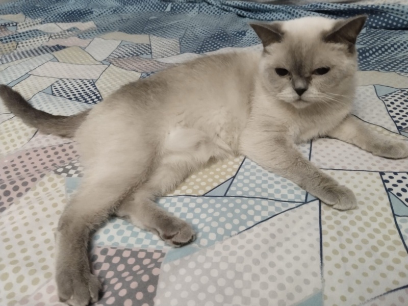 British Longhair, Kedi  Boncuk fotoğrafı