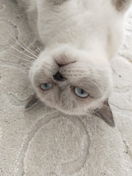 British Longhair, Kedi  Boncuk fotoğrafı