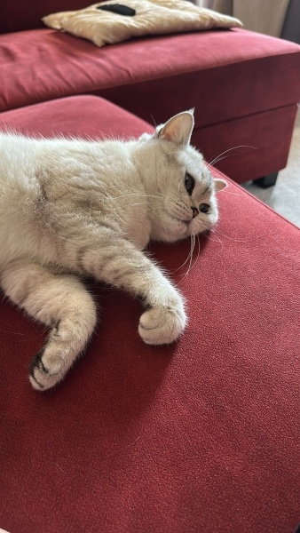 British Shorthair, Kedi  Luna fotoğrafı