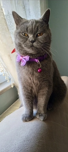 British Shorthair, Kedi  Mia fotoğrafı