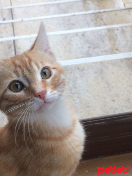 Tekir Kedi, Kedi  Oğluş fotoğrafı