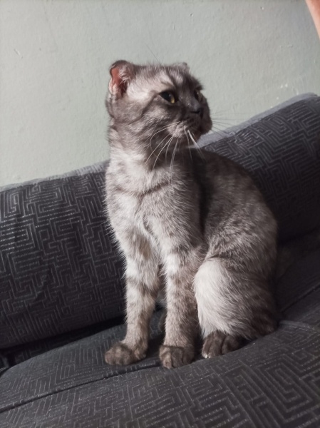 Scottish Fold, Kedi  Pamuk fotoğrafı