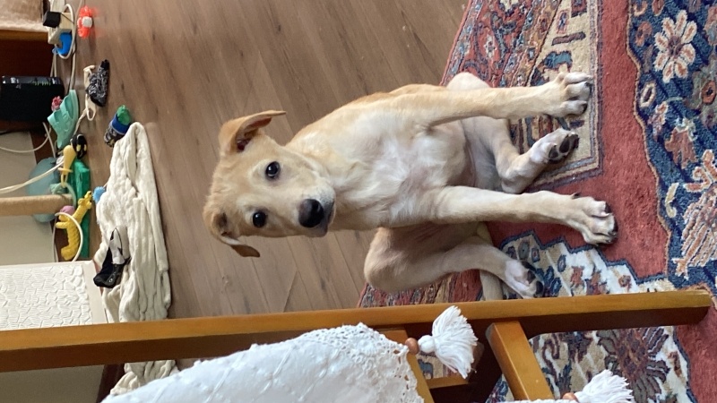 Golden Retriever, Köpek  Gofret fotoğrafı