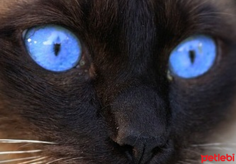 Siyam Kedisi, Kedi  boncuk fotoğrafı