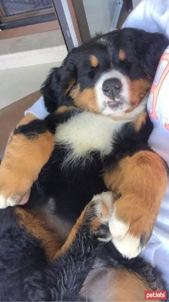 Bernese Dağ Köpeği, Köpek  Barnie fotoğrafı