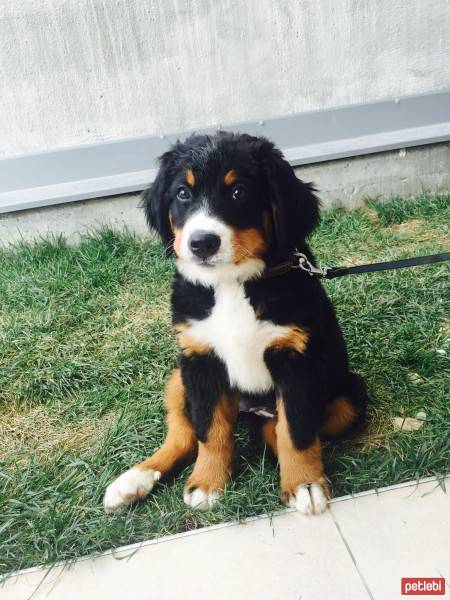 Bernese Dağ Köpeği, Köpek  Barnie fotoğrafı