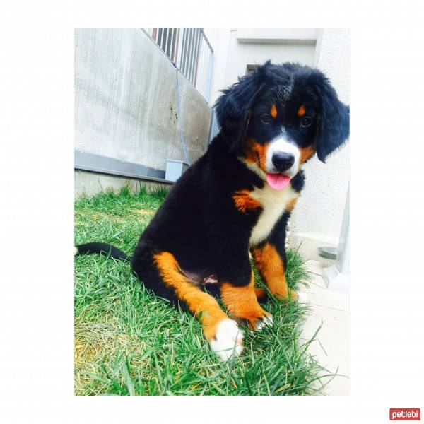 Bernese Dağ Köpeği, Köpek  Barnie fotoğrafı