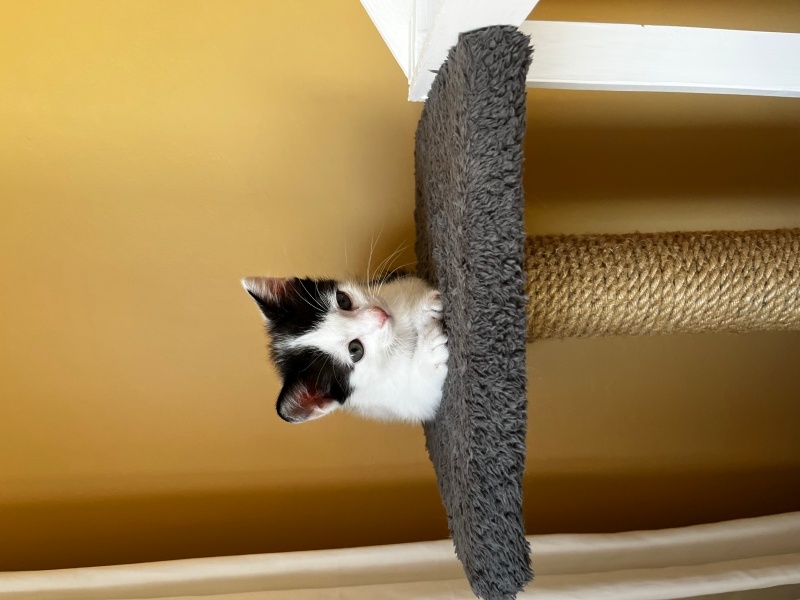 Tekir Kedi, Kedi  Yavru kedi fotoğrafı