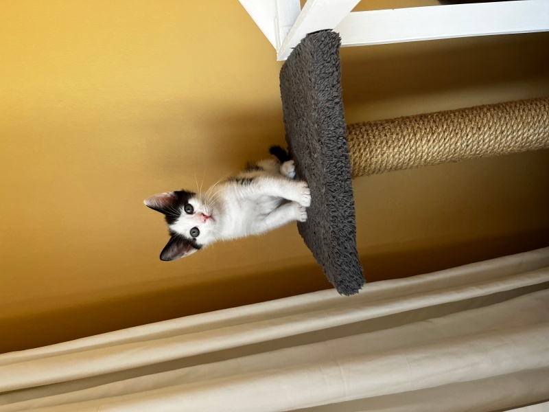 Tekir Kedi, Kedi  Yavru kedi fotoğrafı