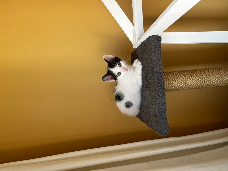 Tekir Kedi, Kedi  Yavru kedi fotoğrafı