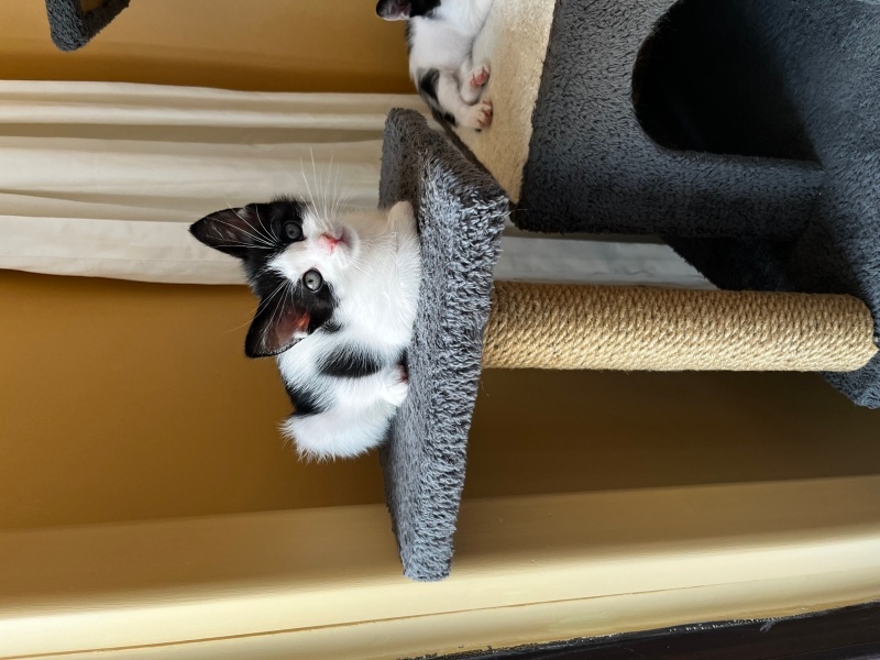 Tekir Kedi, Kedi  Yavru kedi fotoğrafı
