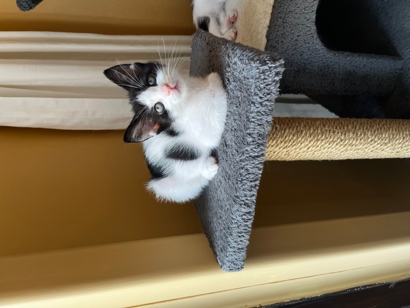 Tekir Kedi, Kedi  Yavru kedi fotoğrafı