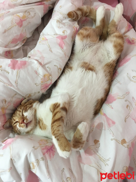 Tekir Kedi, Kedi  Puffy fotoğrafı