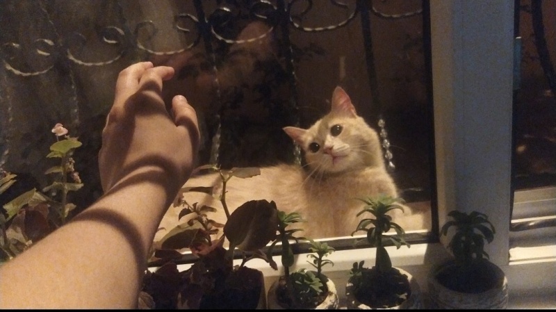 Tekir Kedi, Kedi  Limuzin Latté fotoğrafı