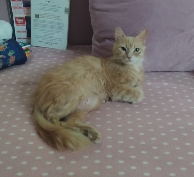 Tekir Kedi, Kedi  Limuzin Latté fotoğrafı