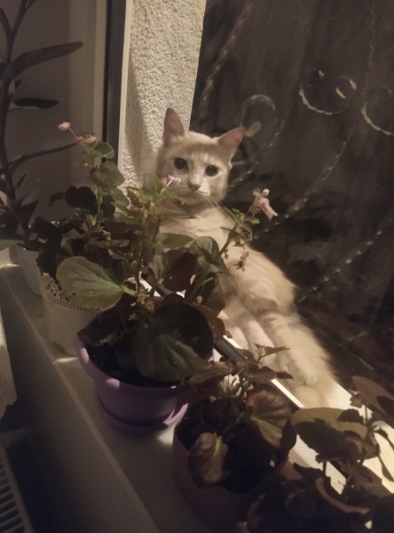 Tekir Kedi, Kedi  Limuzin Latté fotoğrafı