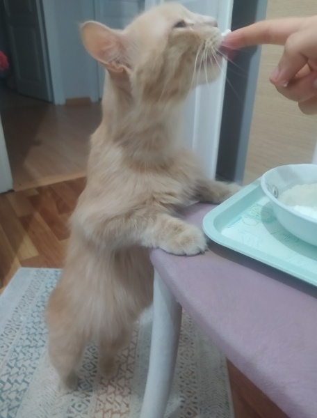 Tekir Kedi, Kedi  Limuzin Latté fotoğrafı