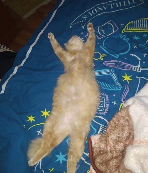 Tekir Kedi, Kedi  Limuzin Latté fotoğrafı
