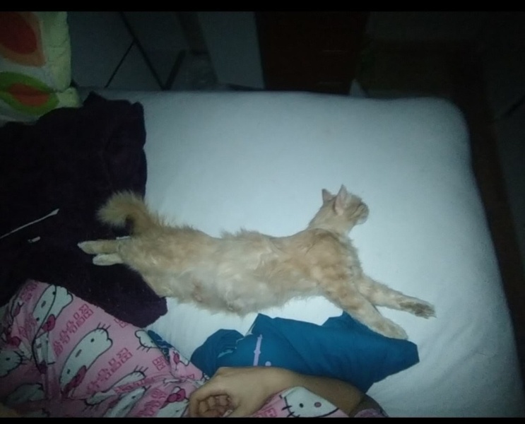 Tekir Kedi, Kedi  Limuzin Latté fotoğrafı