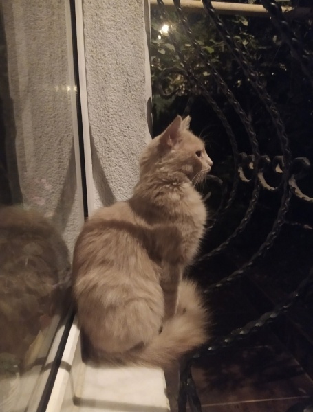 Tekir Kedi, Kedi  Limuzin Latté fotoğrafı