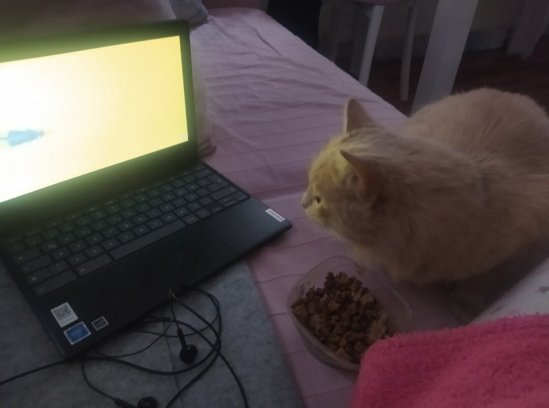 Tekir Kedi, Kedi  Limuzin Latté fotoğrafı