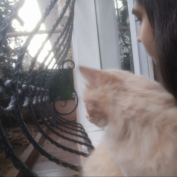 Tekir Kedi, Kedi  Limuzin Latté fotoğrafı