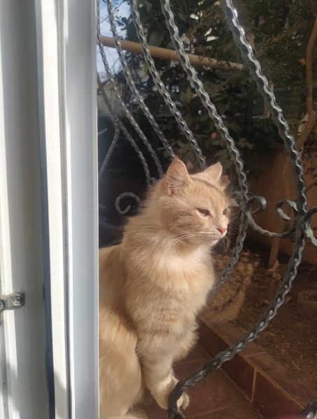 Tekir Kedi, Kedi  Limuzin Latté fotoğrafı