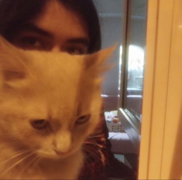 Tekir Kedi, Kedi  Limuzin Latté fotoğrafı