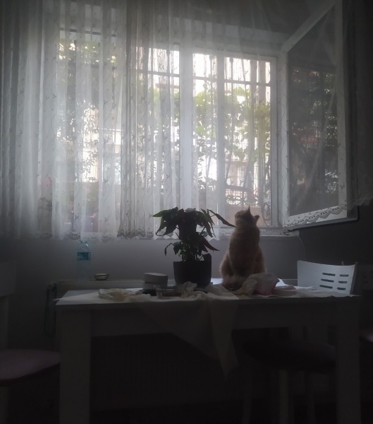 Tekir Kedi, Kedi  Limuzin Latté fotoğrafı