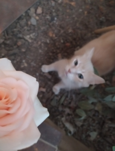Tekir Kedi, Kedi  Limuzin Latté fotoğrafı