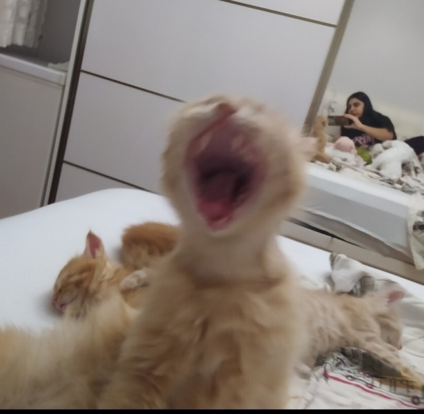 Tekir Kedi, Kedi  Limuzin Latté fotoğrafı