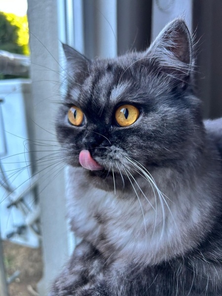 İran Kedisi (Persian), Kedi  pera fotoğrafı