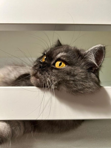 İran Kedisi (Persian), Kedi  pera fotoğrafı