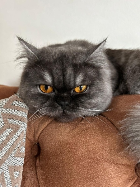 İran Kedisi (Persian), Kedi  pera fotoğrafı