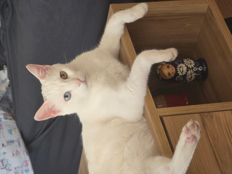 Ankara Kedisi, Kedi  Bulut fotoğrafı