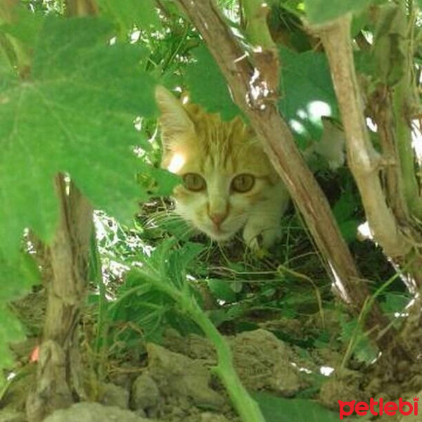 Tekir Kedi, Kedi  hera fotoğrafı