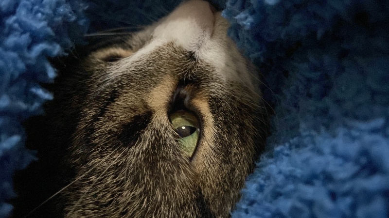 Tekir Kedi, Kedi  Prenses fotoğrafı