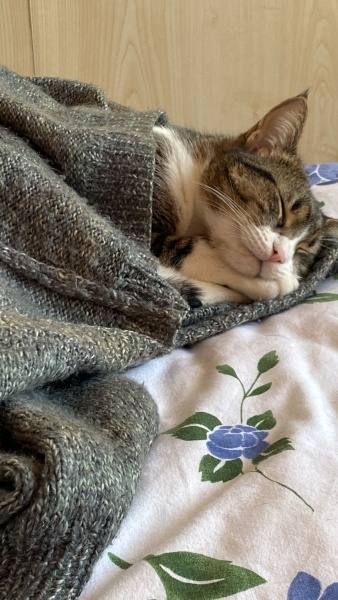Tekir Kedi, Kedi  Prenses fotoğrafı