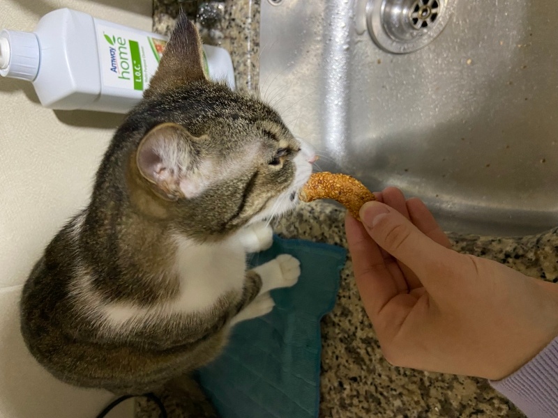 Tekir Kedi, Kedi  Prenses fotoğrafı