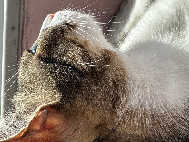 Tekir Kedi, Kedi  Prenses fotoğrafı