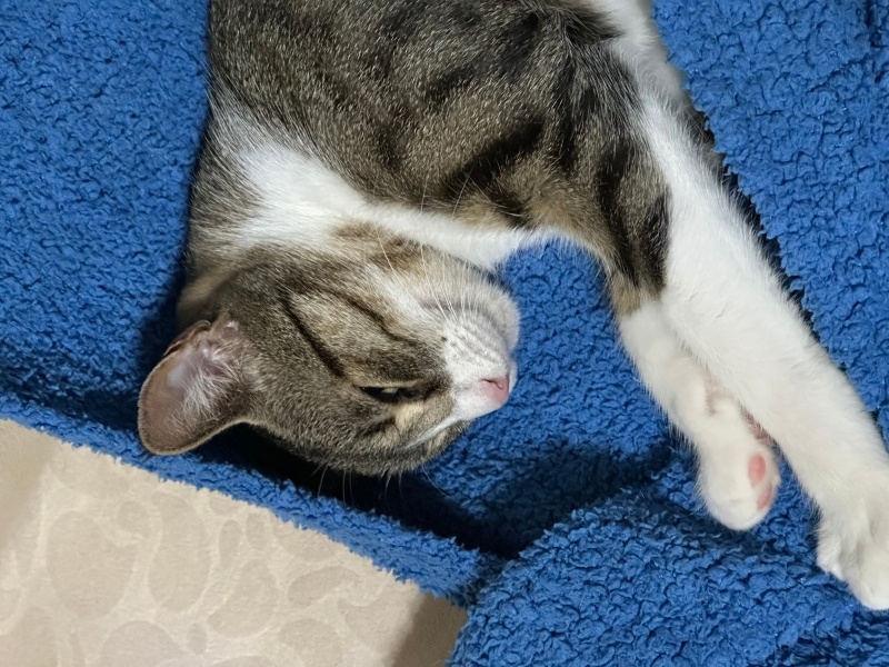 Tekir Kedi, Kedi  Prenses fotoğrafı