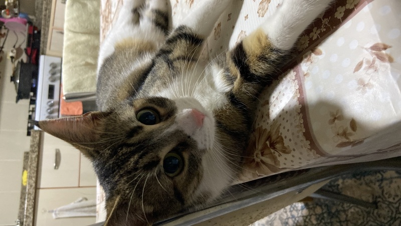 Tekir Kedi, Kedi  Prenses fotoğrafı