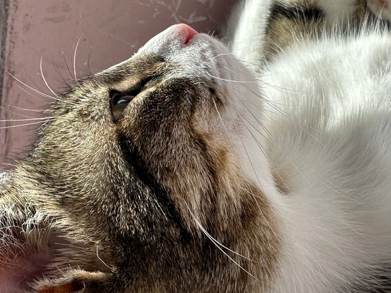 Tekir Kedi, Kedi  Prenses fotoğrafı