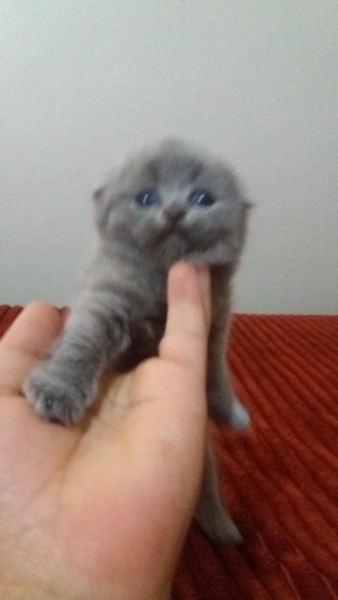 Scottish Fold, Kedi  İsimsiz fotoğrafı