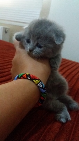 Scottish Fold, Kedi  İsimsiz fotoğrafı