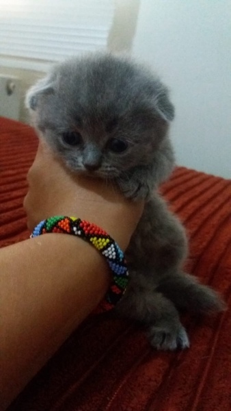 Scottish Fold, Kedi  İsimsiz fotoğrafı